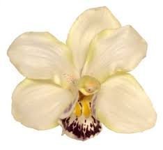 Orchid Hair Clip | Cream